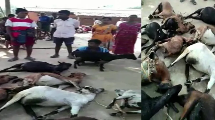Odisha: Mysterious Deaths Of Goats Trigger Panic In Deogarh