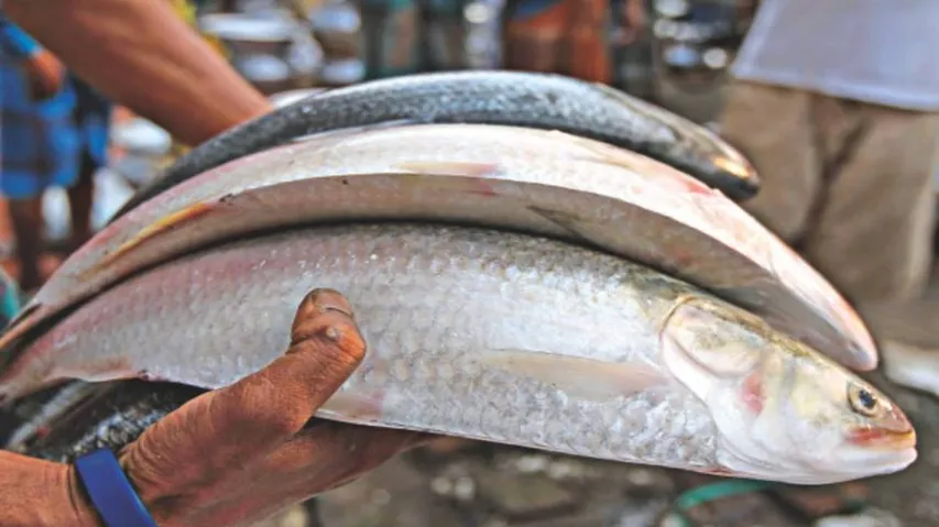 Fish lovers rejoice amid plummeting Hilsa prices