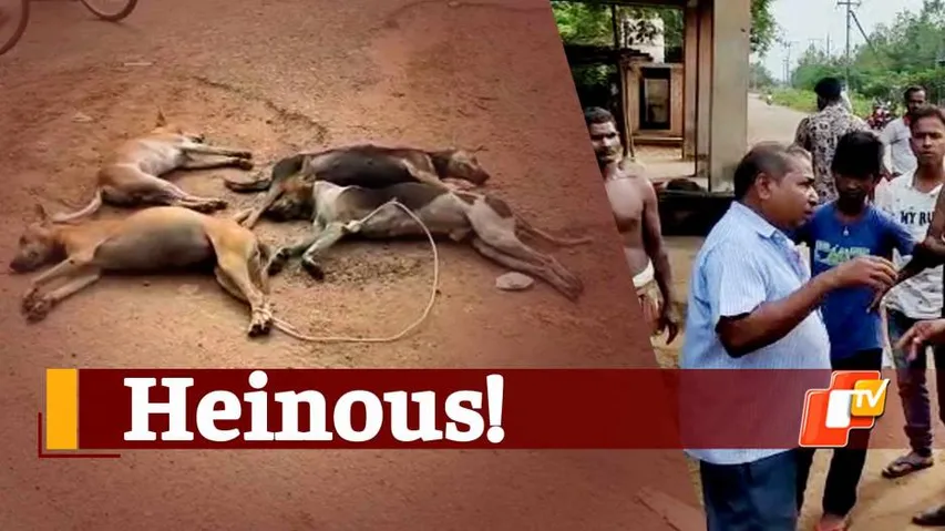Stray Dogs Killed, Man Animal Conflict