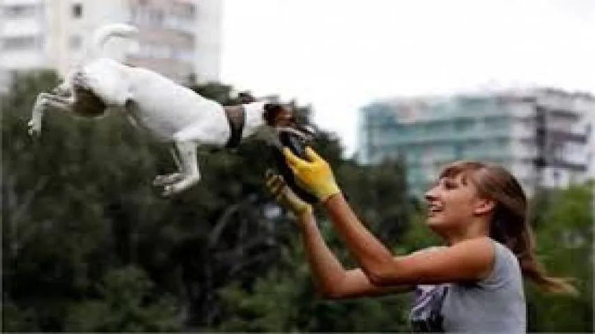 Dogs process emotions in similar way to humans