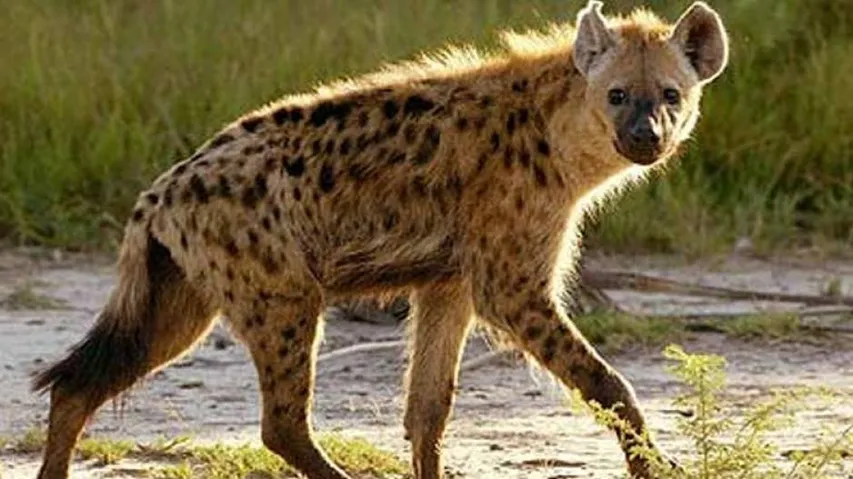 Wild Animal Attacks Elderly Woman In Odisha's Kendrapara