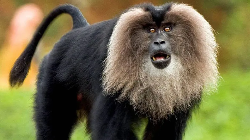 Rare And Exotic Animals Found Only In India