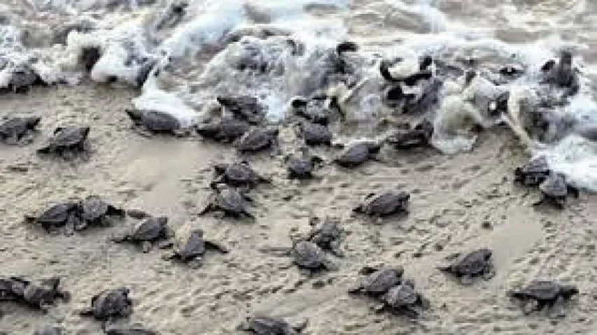 Odisha: 1.48 Crore Olive Ridley Turtles Born At Gahirmatha Beach