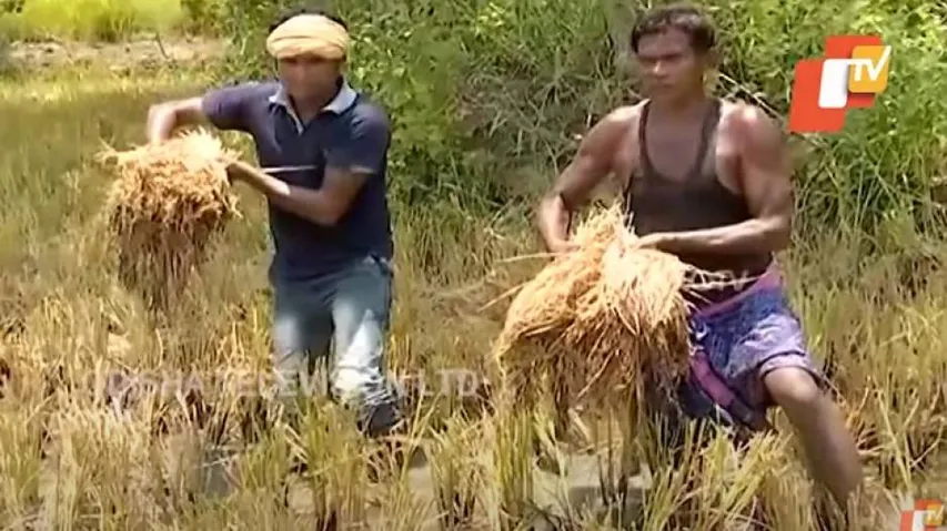 Nor'wester Damages Crops In Odisha, Shatters Farmers' Lives; More To Follow, Warns IMD