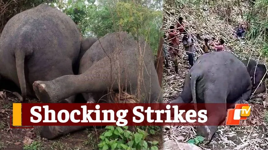 Tragic! 18 Elephants Killed In Lightning Strike In Assam