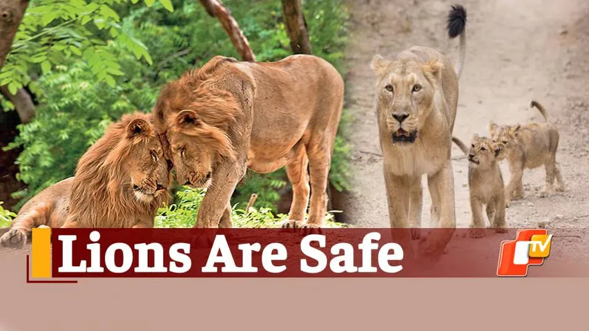 Gir Lions Safe After Cyclone Tauktae; Video Shows Them Crossing Waterlogged Path