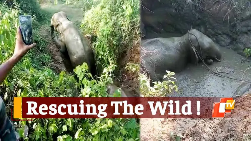 Forest Personnel Rescue 2 Elephants Stuck In Swamp At A Stone Quarry In Odisha's Athagarh