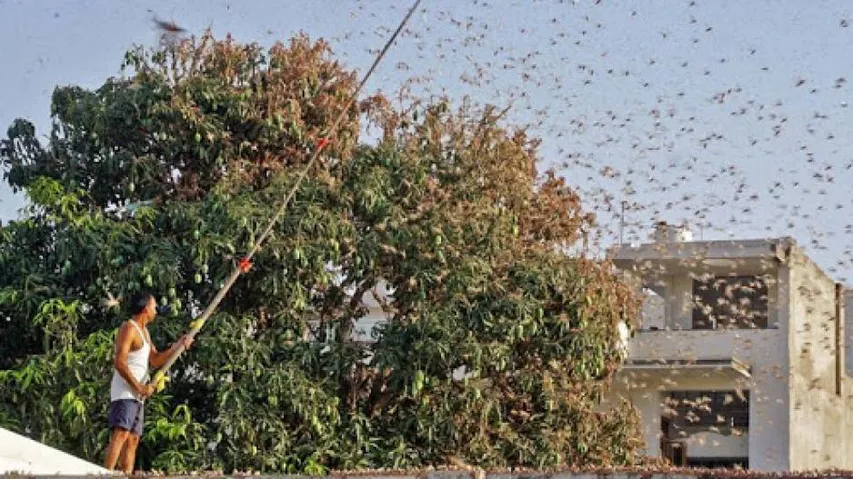 Amid COVID19 & Black Fungus Emergence, UP Farmers Warned Of Possible Locust Attack