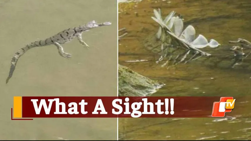 WATCH: Gharial Hatchlings Spotted In Odisha’s Satkosia Gorge After Almost 20 Years