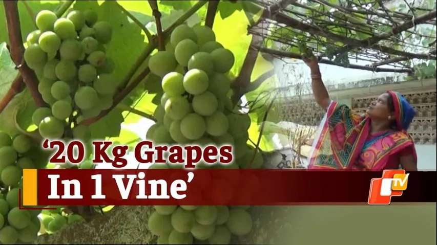 Grapes In Odisha? Village Woman’s Efforts Will Surprise You