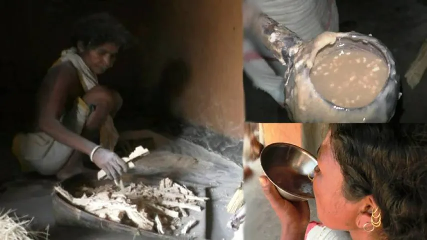 Dongrias Of Niyamgiri Quenching Their Hunger With Inedible Food!