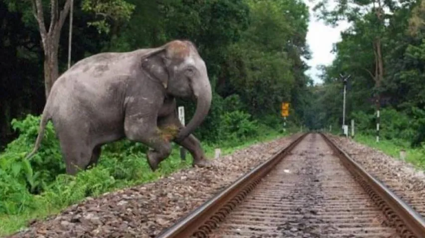 Odisha To Go Gujarat Way To Save Elephants From Killer Railway Tracks