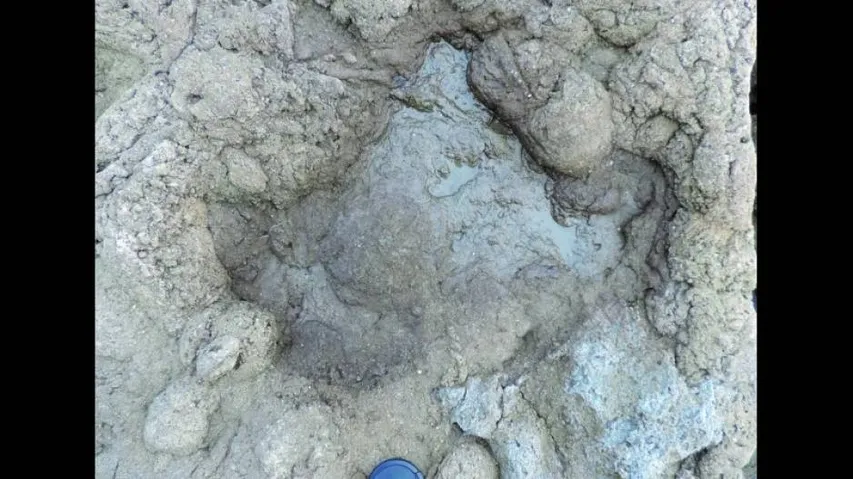 Six Species Of Dinosaur Last Walked On UK Soil 110M Years Ago, Footprints Found