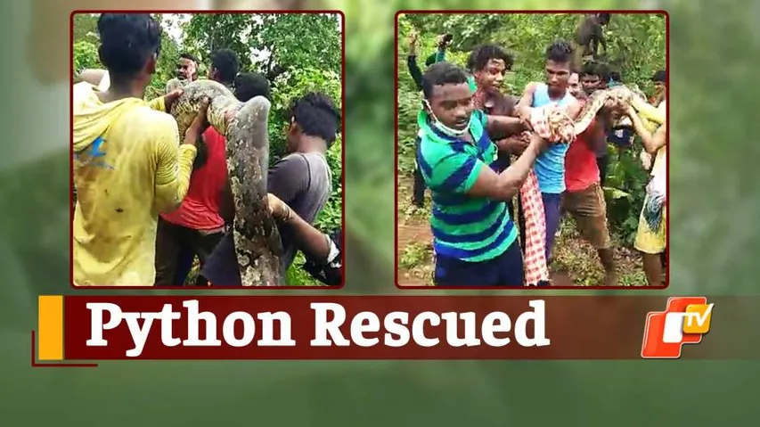 Odisha: 12-Ft-Long Python Rescued By Forest Dept Personnel In Jajpur District