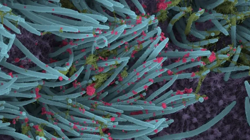 How Covid Variants Turns More Infectious, Antibody Resistant