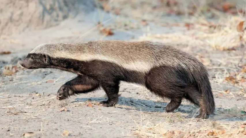 Odisha: Rare Honey Badger Spotted In Kujang Forest Range