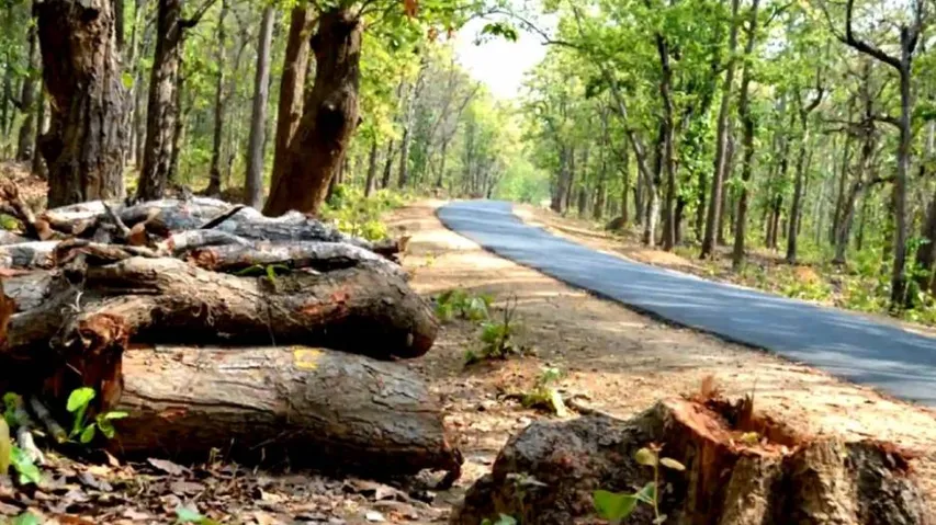 Translocation of trees 