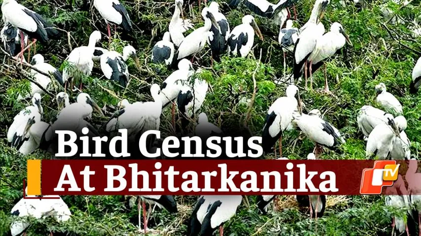 Bird Census 