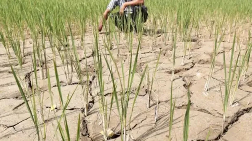 Drought Threat In Odisha