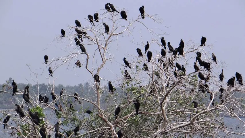 Bhitarkanika