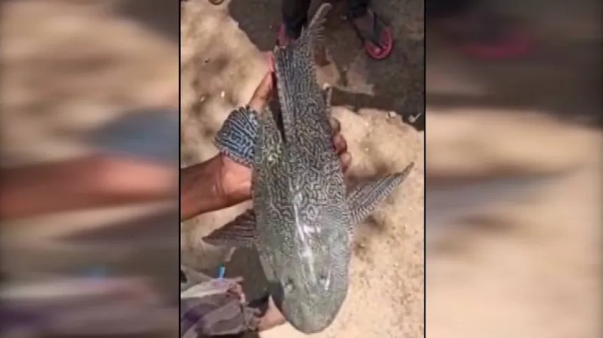 Fishermen Net Rare Fish From Subarnarekha River