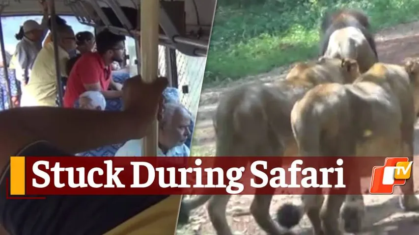 lion safari