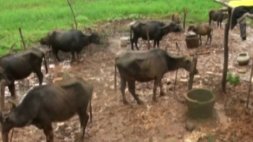 Manda Buffalo
