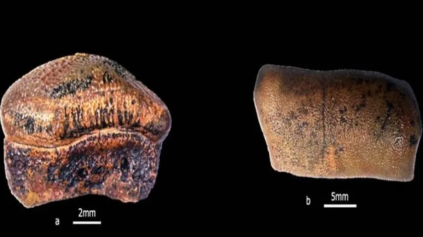 New Species Of Jurassic Era Hybodont Shark Discovered In India