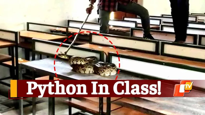 7ft long python,  Python in side classroom 