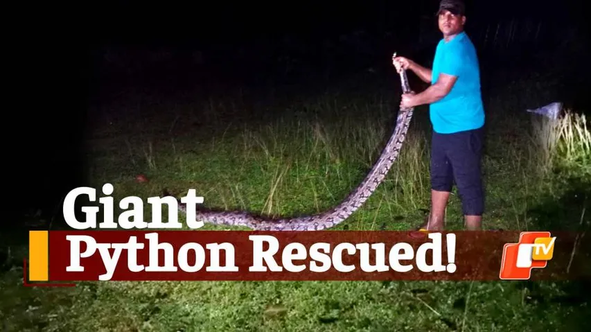 Giant python rescued, Python in village, 15ft long python