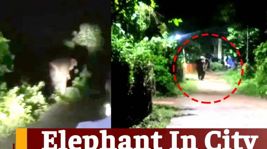 Man Animal Conflict, Wild Animal
