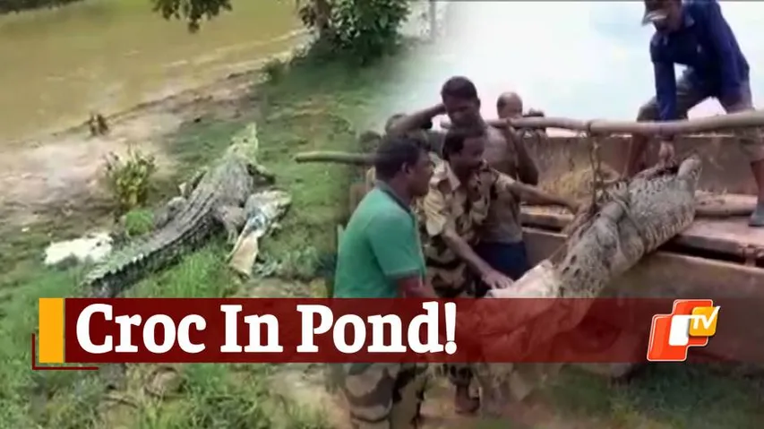 Crocodile Rescued, Crocodile ,  Pattamundai