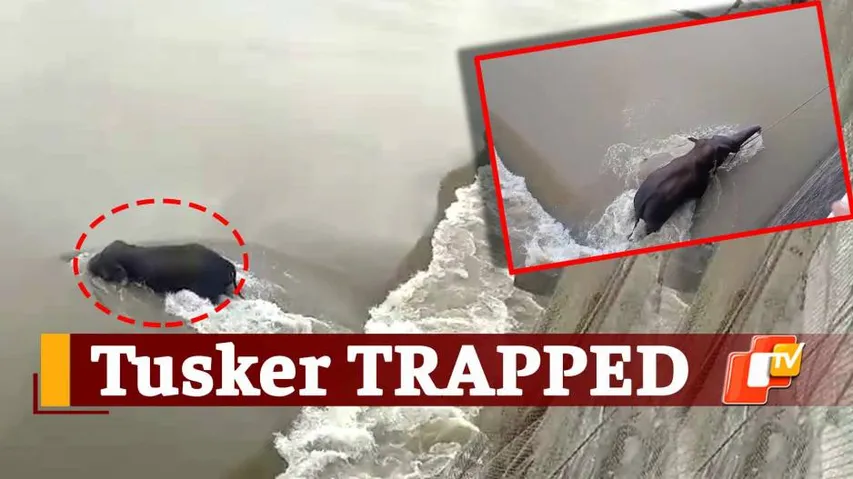 Elephant Rescue, Odisha Fire Services, Forest Department