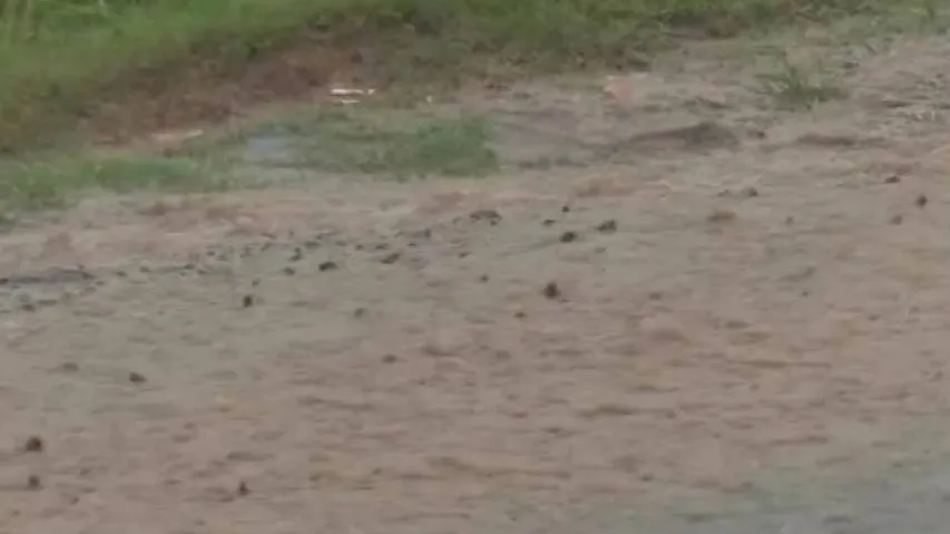 Cyclone Gulab Leaves Trail Of Destruction In Koraput, 103 Villages Affected, 325 Houses Damaged
