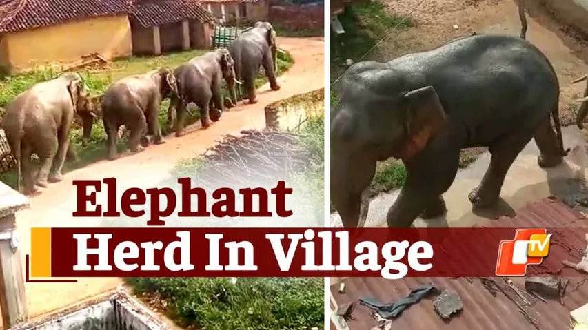 Elephant, Elephant In Village, Man Animal Conflict
