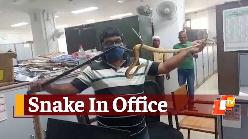 Snake, Snake Rescued, Snake In Office, Odisha Secretariat