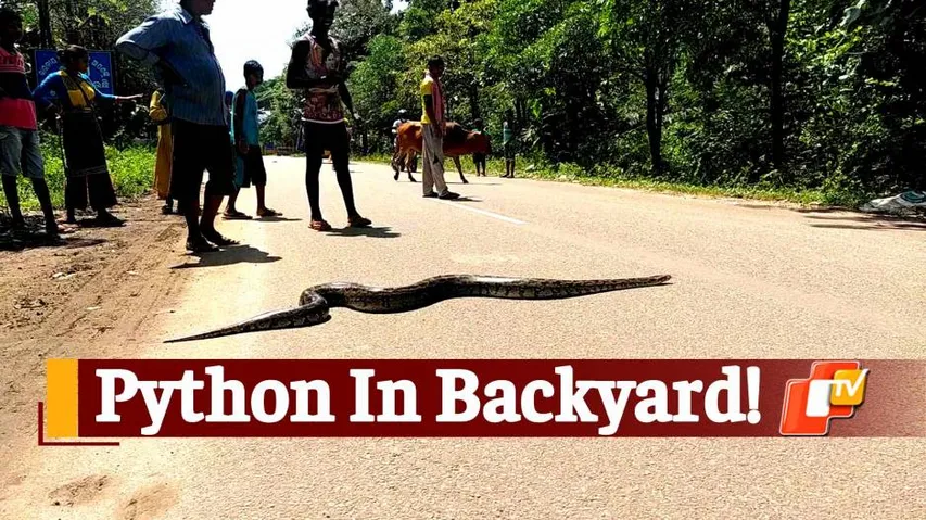 Python, Snake Spotted, Snake On Road, Chitrakonda