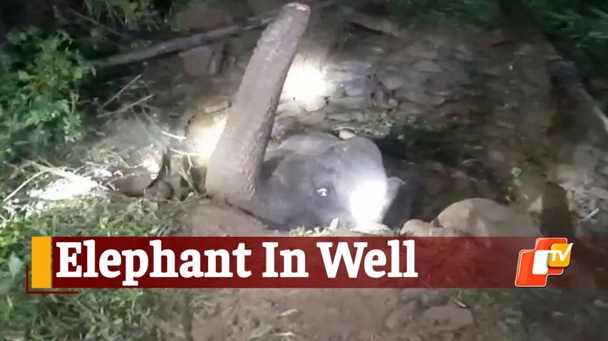 Elephant Stuck In Well, Elephant In Well, Mayurbhanj, Similipal National Park