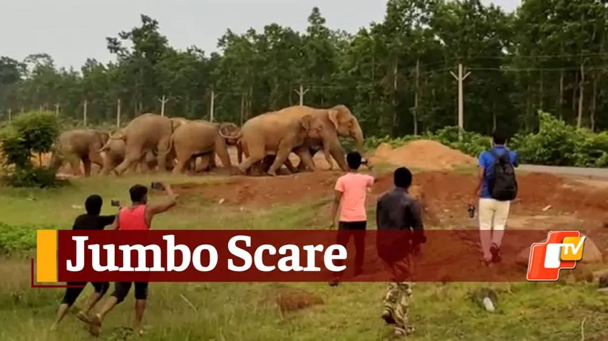 Elephant Menace