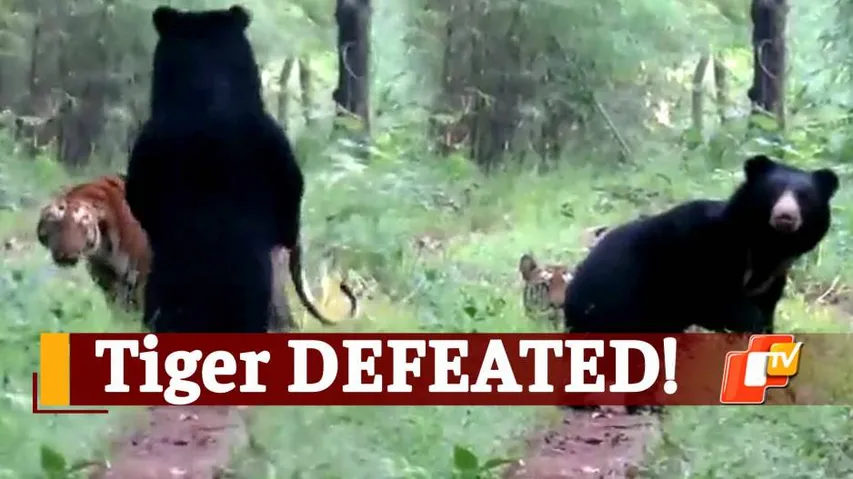 Tiger, Sloth Bear, Viral Video