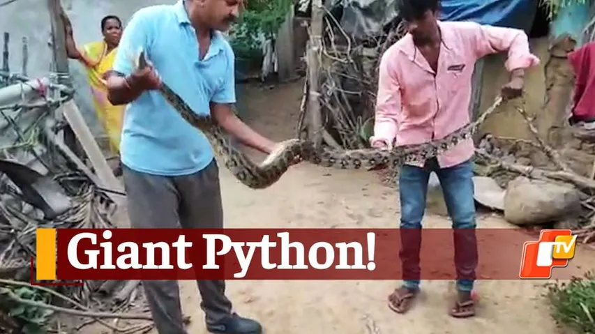 Python Rescued In Malkangiri
