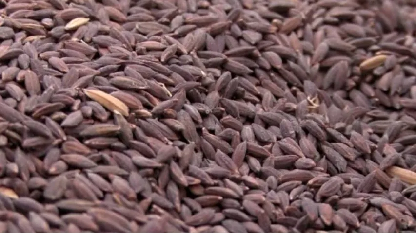 GI Tag Push For Koraput's Indigenous Rice Variety 'Kalajeera'