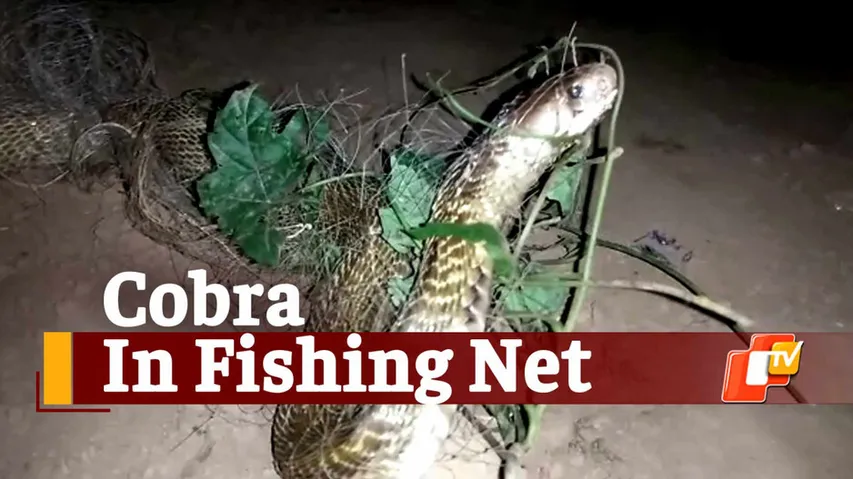 Snake In Fishing Net, Cobra Snake Rescued, 5 Feet Long Cobra