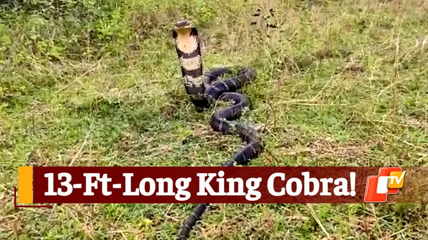 Snake Rescued