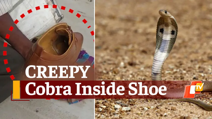 Cobra Rescued