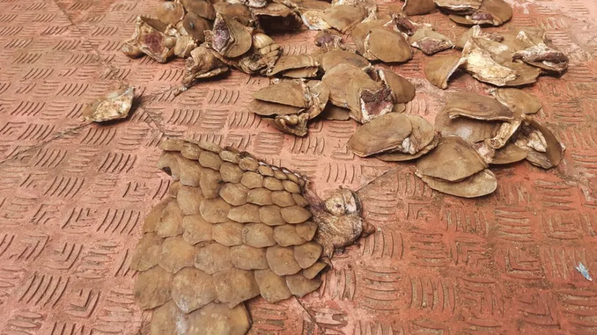 Pangolin Scale