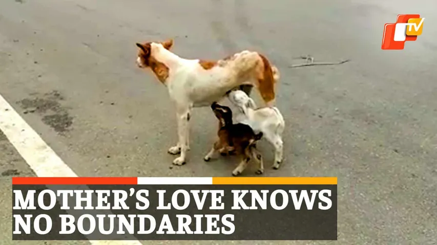 Dog Feeds Goat Kids