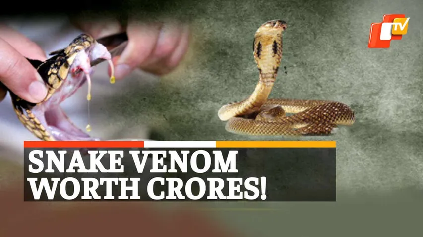 Snake Venom Racket, Snake Venom Smuggling, Smuggling Racket Busted
