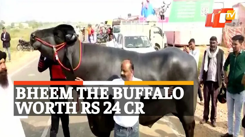 Buffalo Bheem, Pushkar Fair