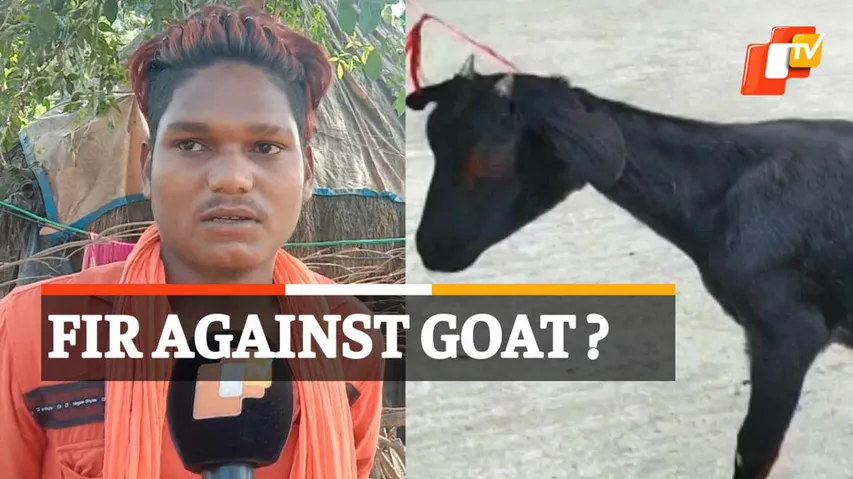 Goat At Police Station
